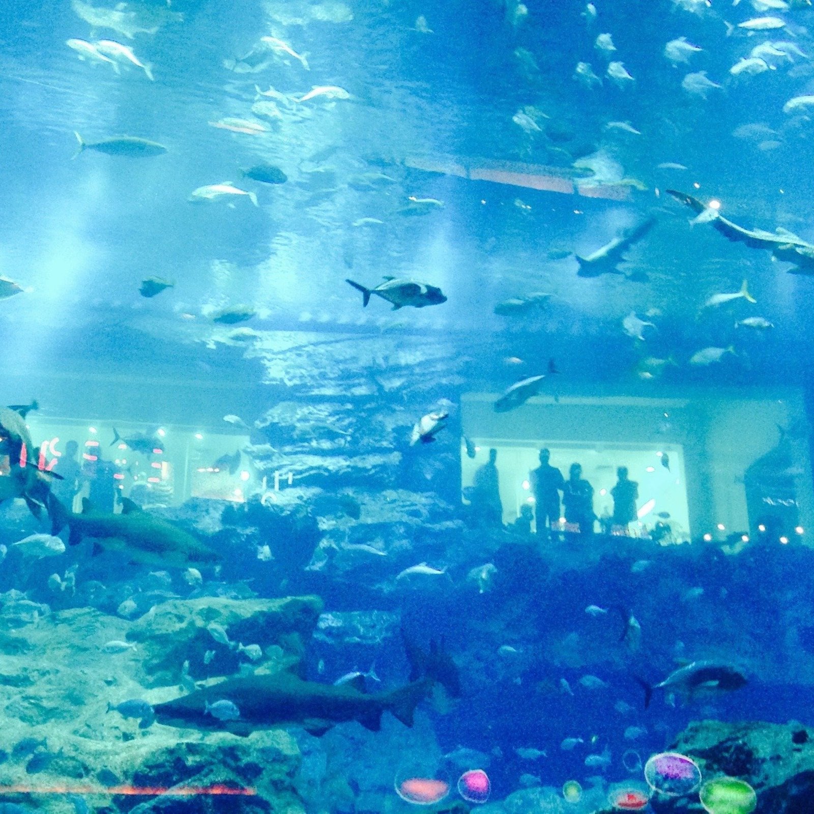 Dubai Mall Aquarium