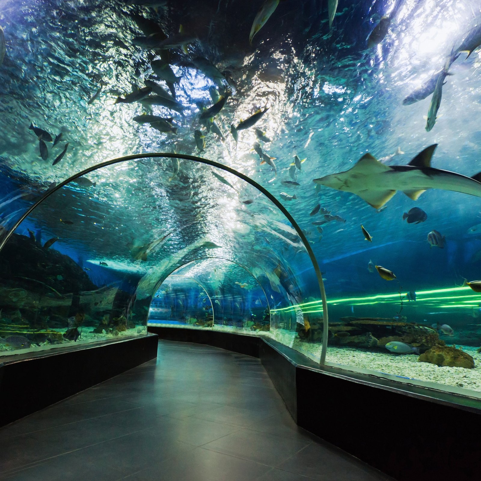 Dubai Mall Aquarium