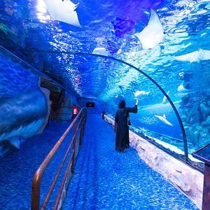 Dubai Aquarium And Underwater Zoo Ticket