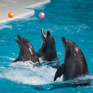 Dubai Dolphinarium Tickets